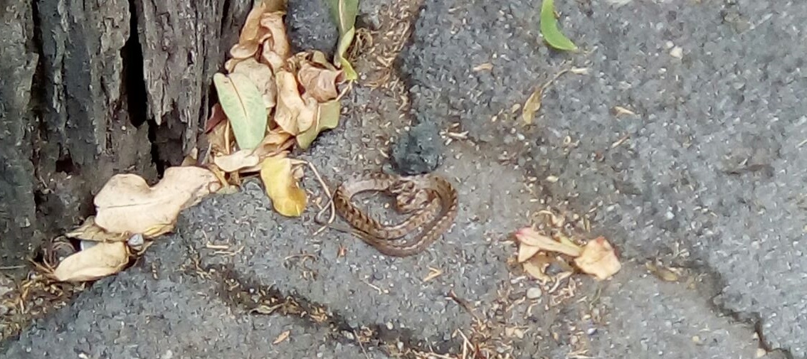Avvistata una vipera in pieno centro a Sanremo