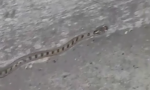 Sanremo: incontro ravvicinato con una vipera - Video