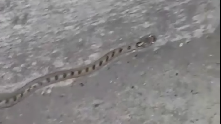 Sanremo: incontro ravvicinato con una vipera – Video