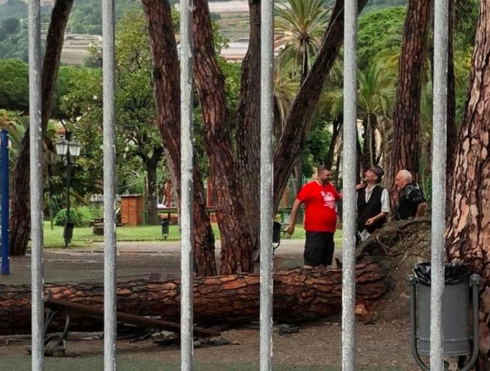 Albero pino caduto Giardini Tommaso Reggio Ventimiglia