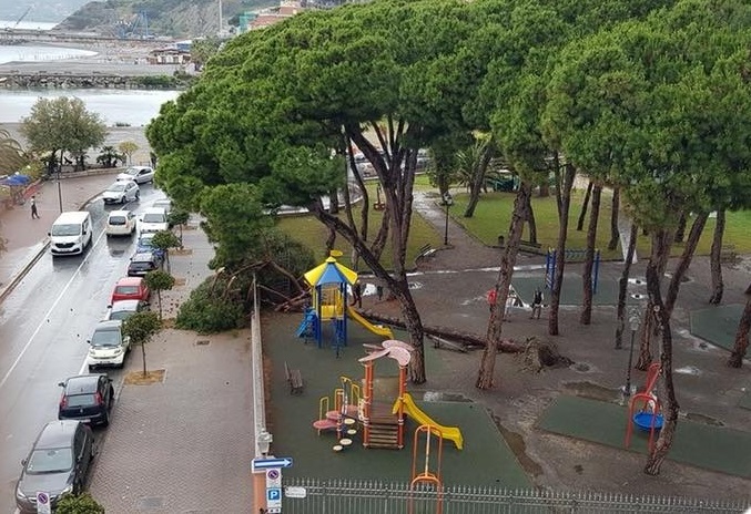 Albero pino caduto Giardini Tommaso Reggio Ventimiglia5