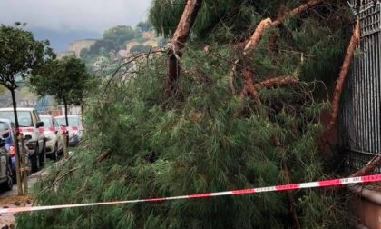 Crolla un pino ai giardini pubblici: sfiorata la tragedia a Ventimiglia