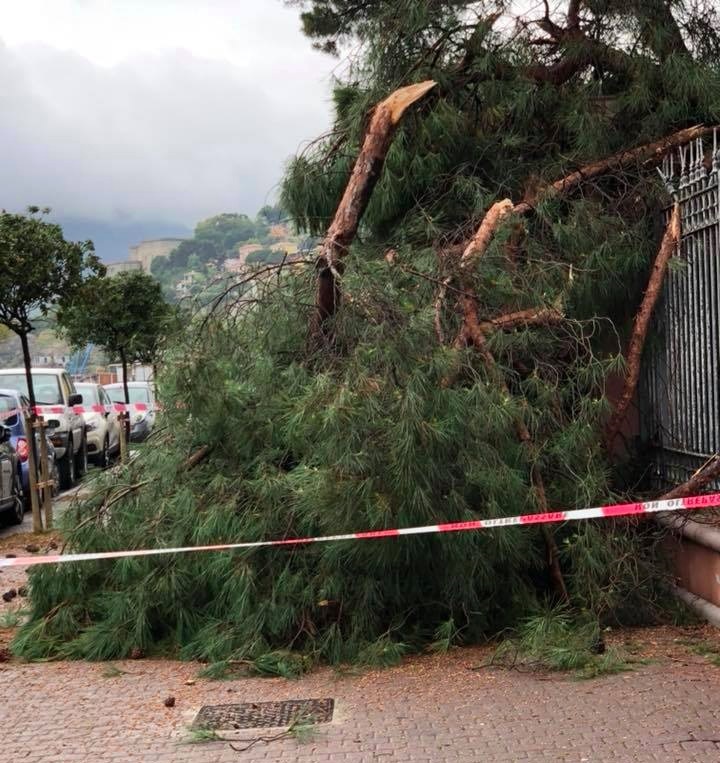 Albero pino caduto Giardini Tommaso Reggio Ventimiglia_02