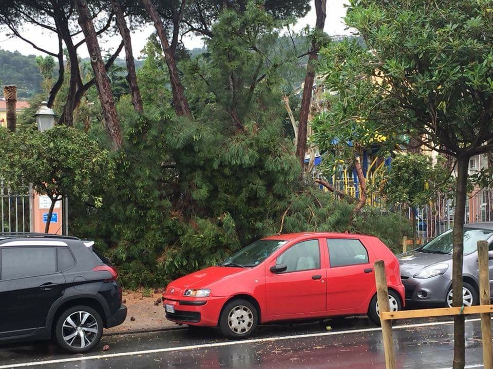 Albero pino caduto Giardini Tommaso Reggio Ventimiglia_03