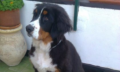 Smarrito cane di 7 mesi in zona Oneglia