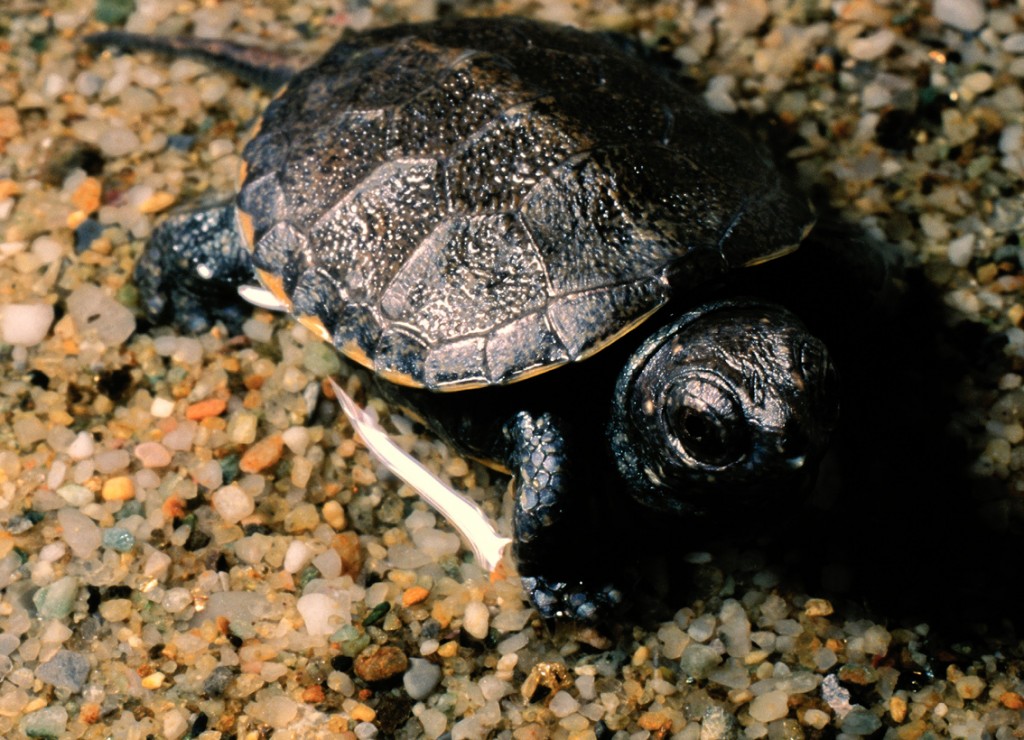 Regione Liguria: 625mila euro in favore della biodiversità