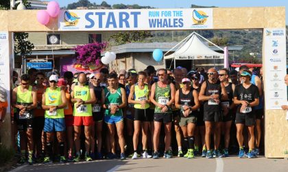 Run for the whales: la carica dei 550 a sostegno dei cetacei