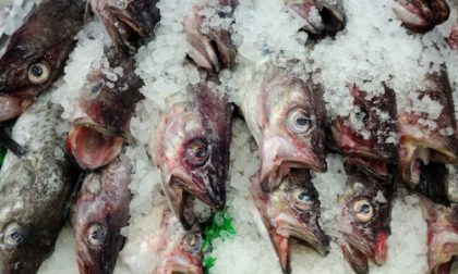 Piemonte nel mirino: la Capitaneria di Imperia sequestra 50kg di pesce