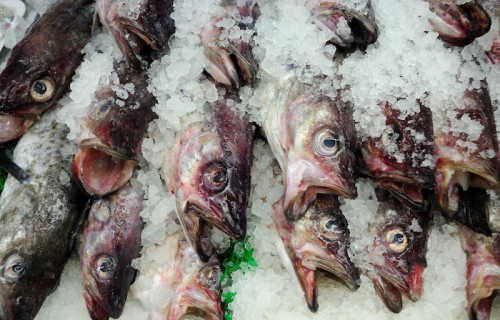 Piemonte nel mirino: la Capitaneria di Imperia sequestra 50kg di pesce