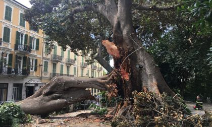 Albero crollato a Sanremo: revocata l'ordinanza su via Roma