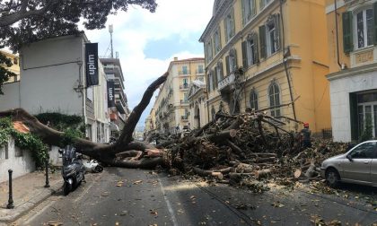 Crolla gigantesco Ficus sull'Aurelia, auto e scooter distrutti