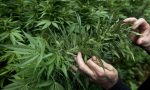 Cannabis terapeutica made in Italy: un futuro per molte aziende agricole