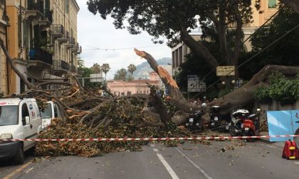 Tragedia sfiorata per albero Ficus gigante che si abbatte in via Roma a Sanremo