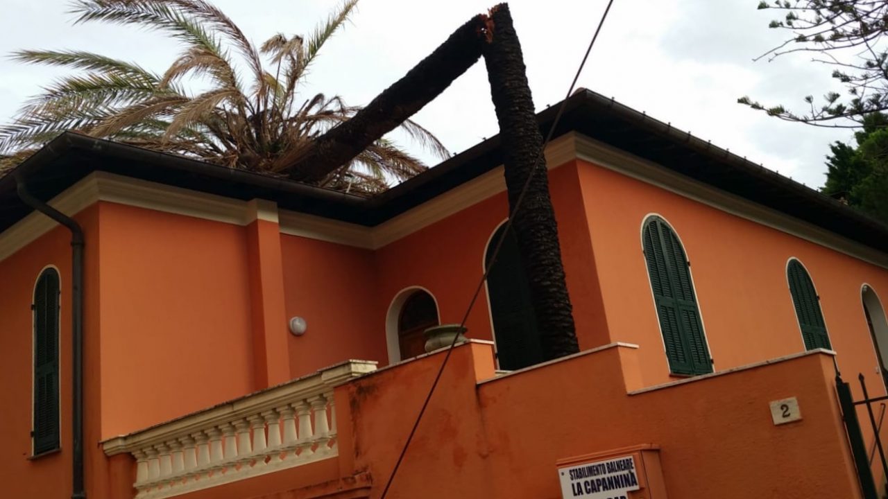 Maltempo: palma crolla su una casa a Bordighera