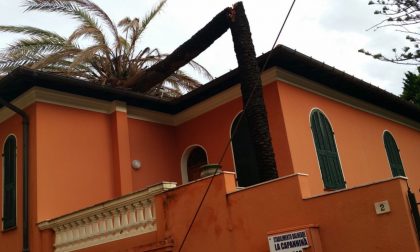 Maltempo: palma crolla su una casa a Bordighera