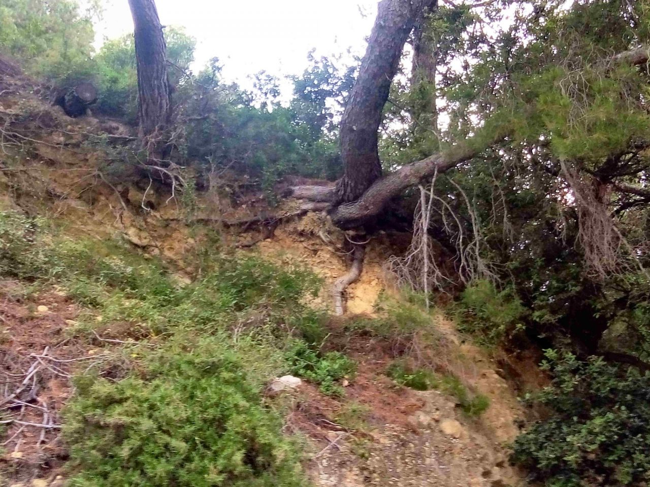Alberi pericolanti lungo la strada. La preoccupazione di un lettore