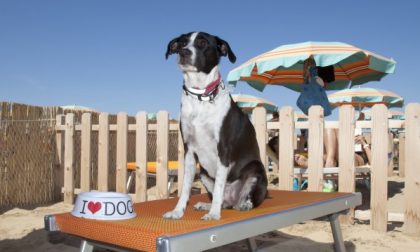 Niente spiaggia per cani a Vallecrosia per colpa della precedente amministrazione