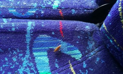 Cimici, scarafaggi e sporcizia sugli autobus della Sanremo-Ventimiglia