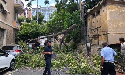 Albero si spezza e crolla in via Pirinoli a Imperia