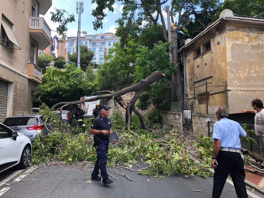 Albero crollato via Pirinoli Imperia