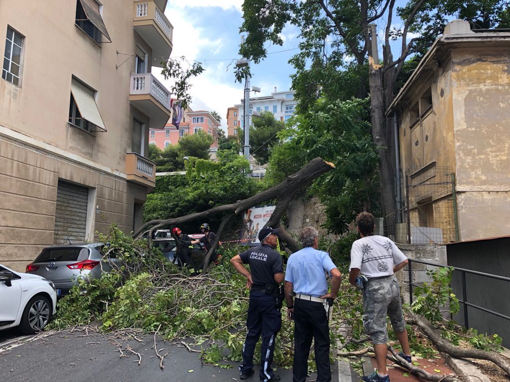 Albero crollato via Pirinoli Imperia_02