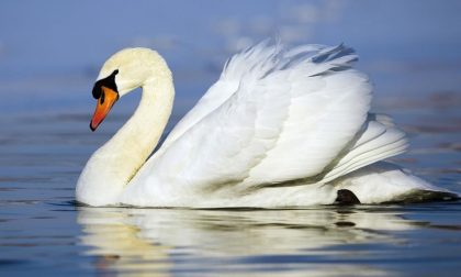 Cigno trovato morente alla foce del fiume Roja