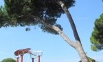 Il Comune di Ventimiglia fa abbattere 57 pini