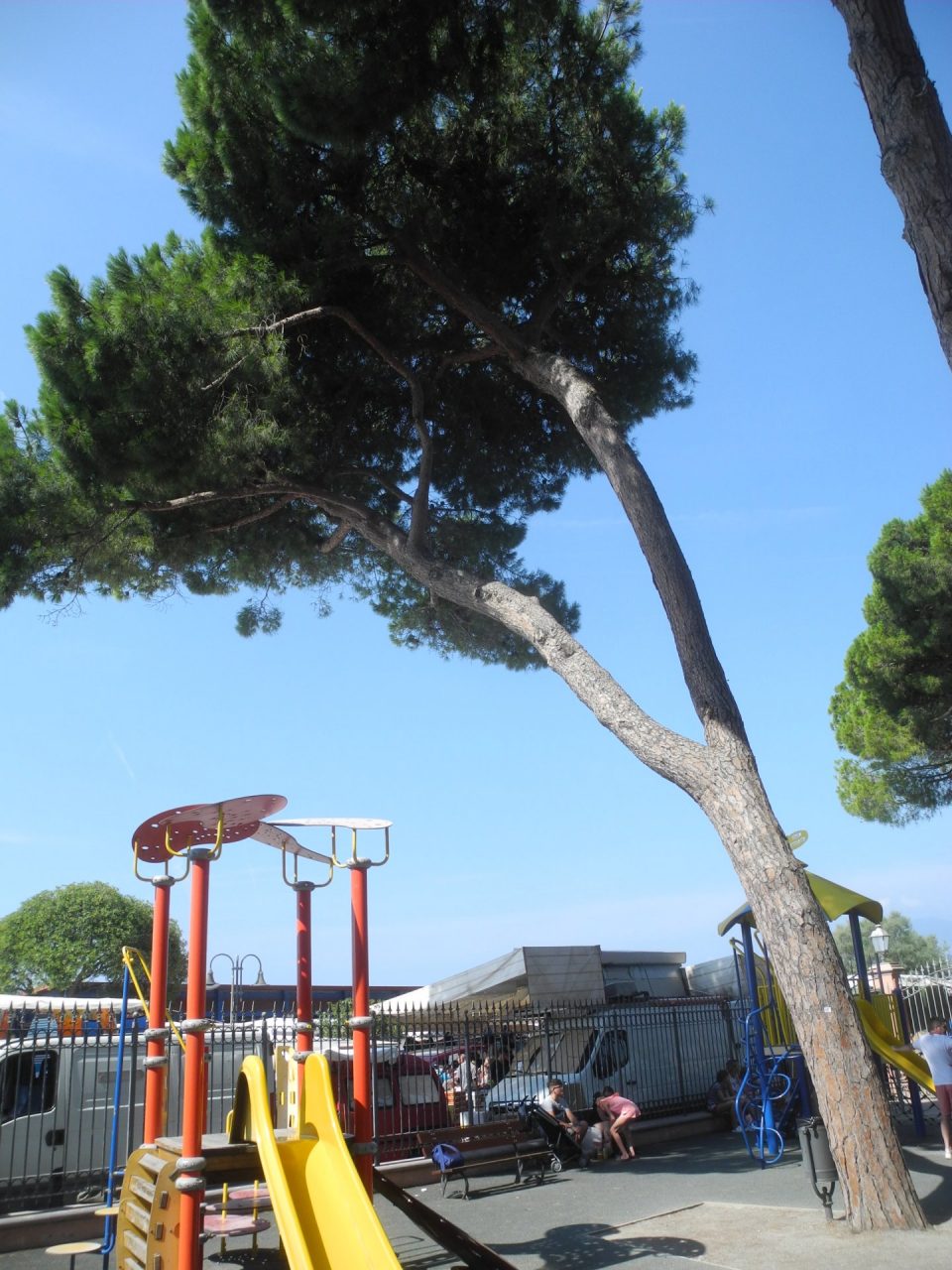 Il Comune di Ventimiglia fa abbattere 57 pini