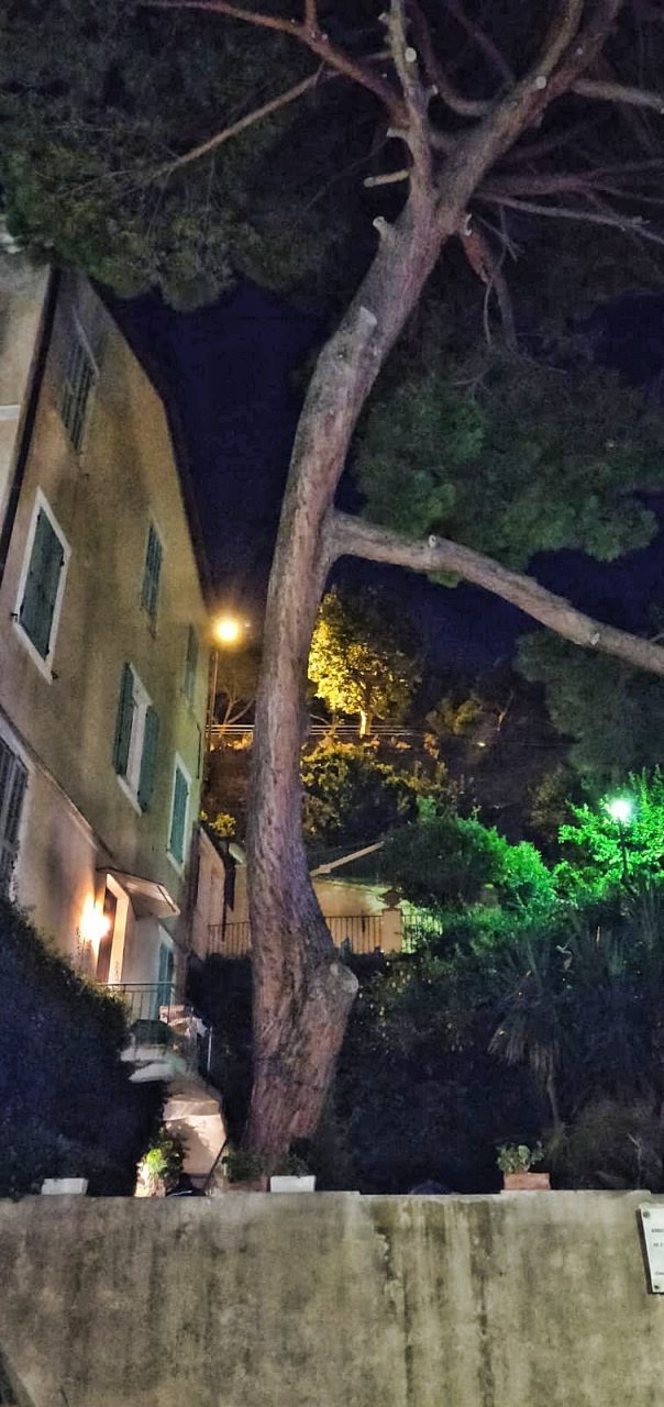 Rischia di crollare un albero, interrotto party nello stabilimento