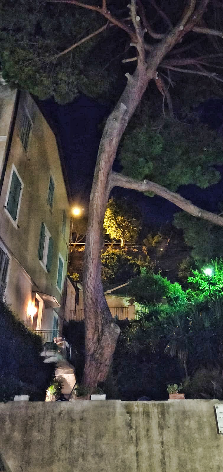 Ramo albero marina San Giuseppe Ventimiglia1