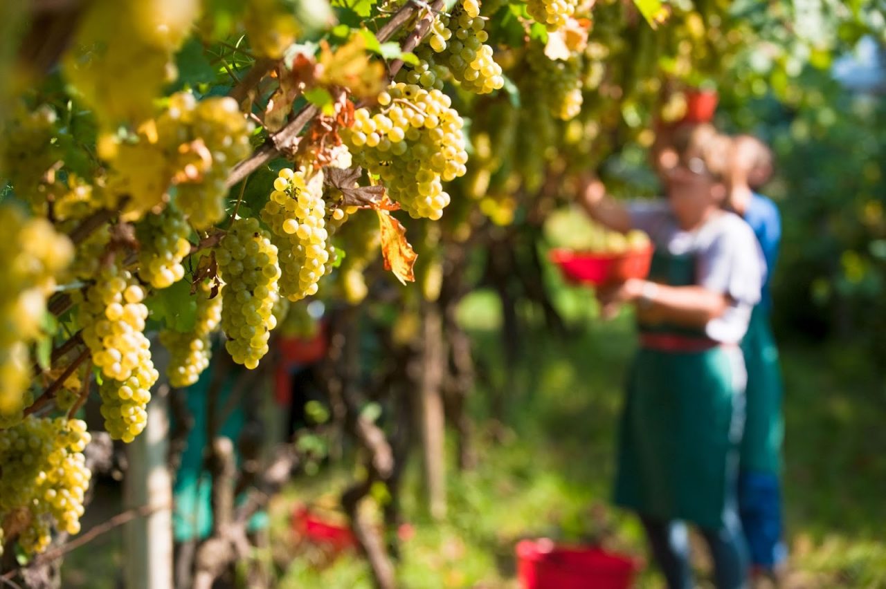 Riviera Ligure di Ponente Vermentino 2022 : il migliore nel rapporto qualità-prezzo in Liguria