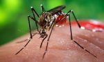 A Nizza diagnosticati tre casi di West Nile Virus