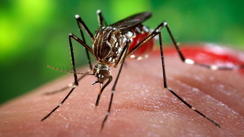 In provincia di Imperia diagnosticato un caso di chikungunya