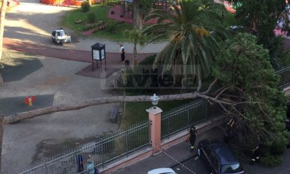 Crolla un albero: è allarme ai giardini di Ventimiglia