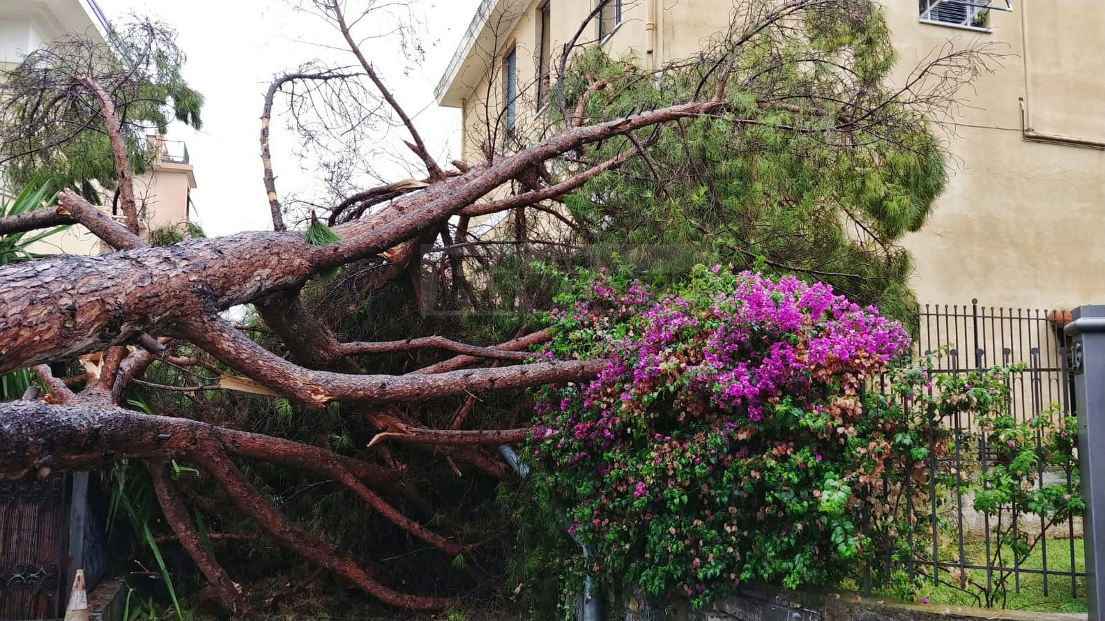 batch_Pino caduto Bordighera albero