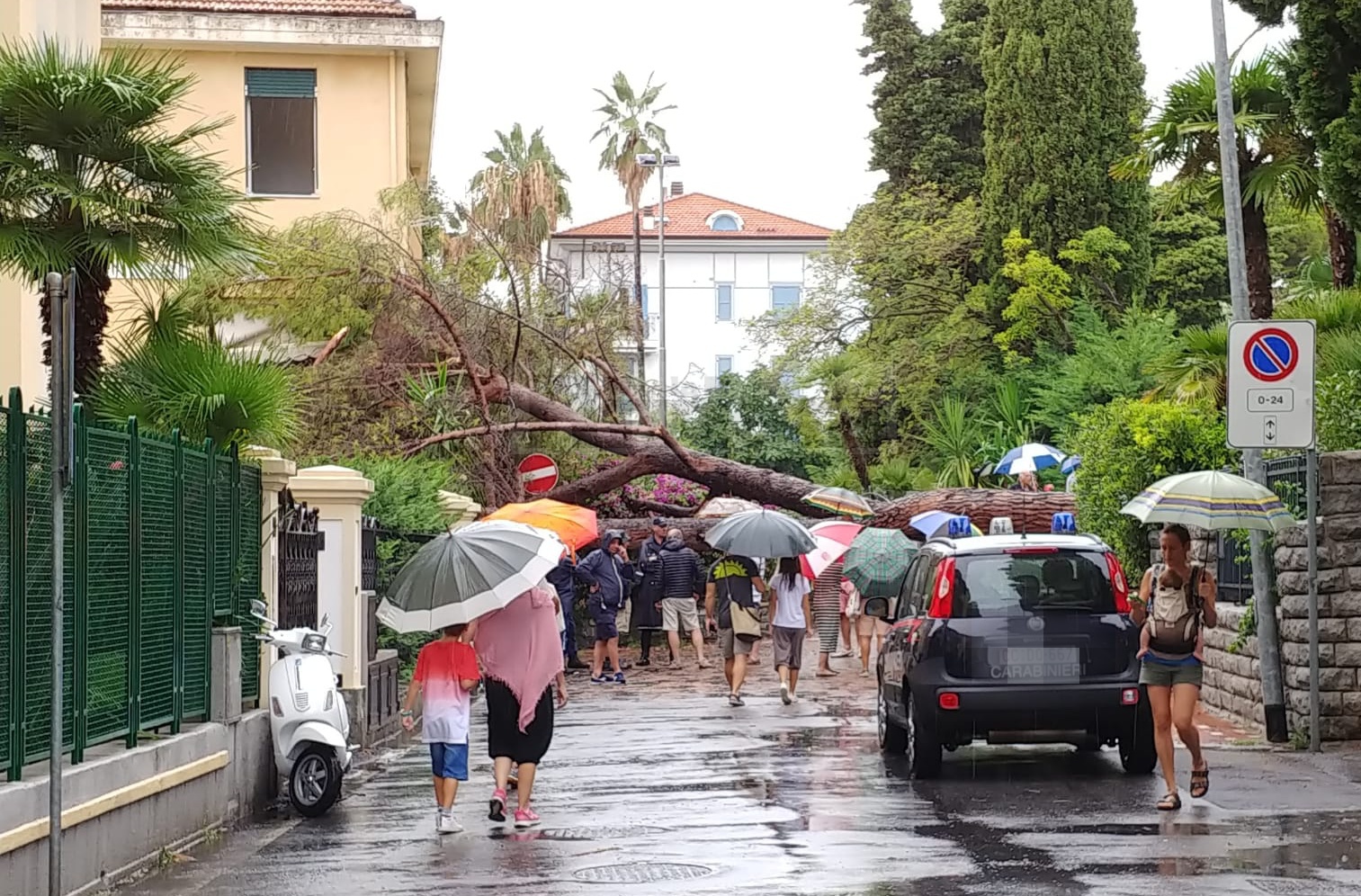 batch_Pino caduto Bordighera albero_02