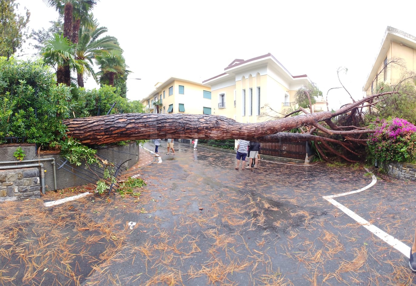 batch_Pino caduto Bordighera albero_03