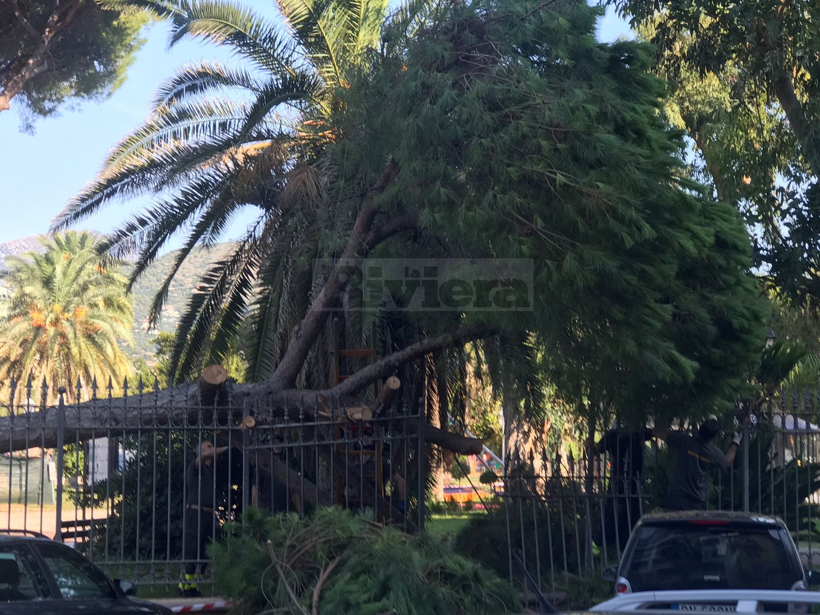 Albero crollato Giardini Tommaso Reggio Ventimiglia