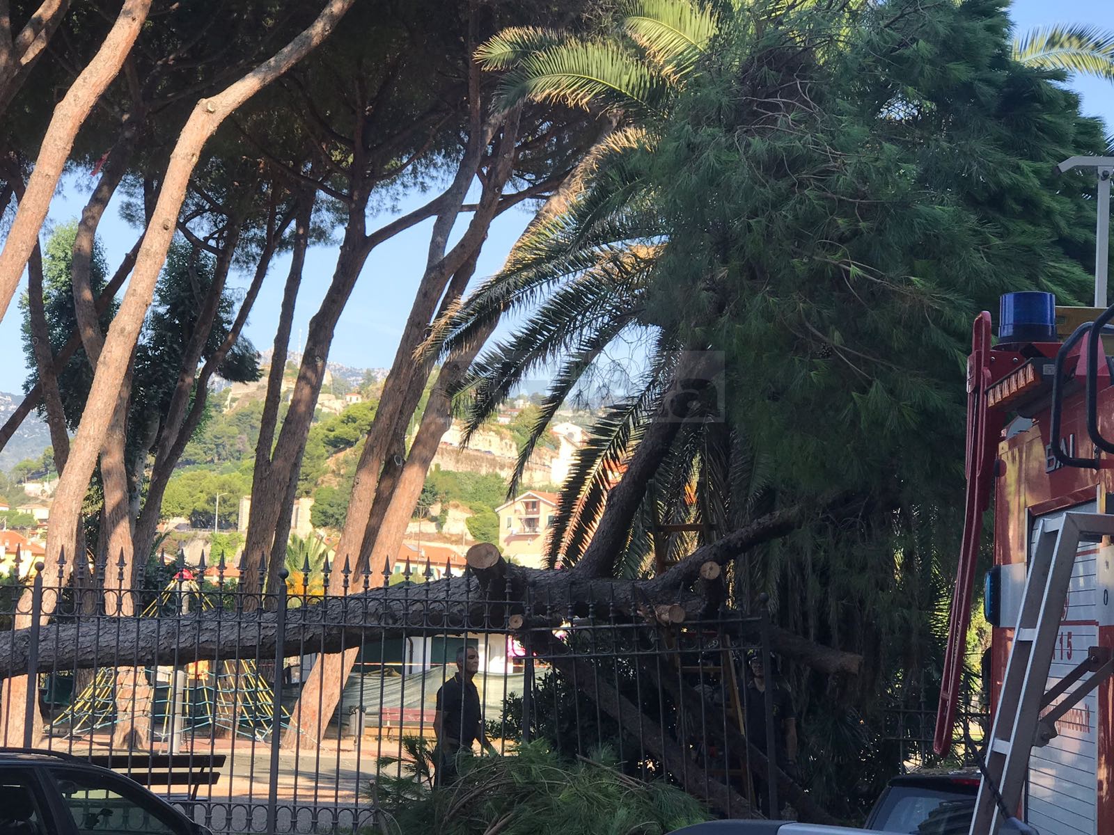 Albero crollato Giardini Tommaso Reggio Ventimiglia