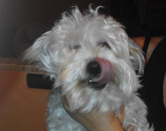 Cagnolino abbandonato all’imbocco dell’autostrada. L’appello