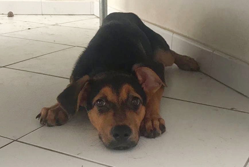 Chi vuole adottare questa dolce cucciola di quattro mesi?