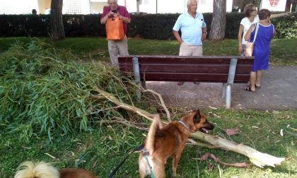 Tragedia sfiorata ai giardinetti per un albero caduto