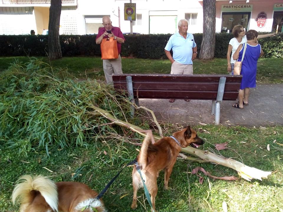 Tragedia sfiorata ai giardinetti per un albero caduto