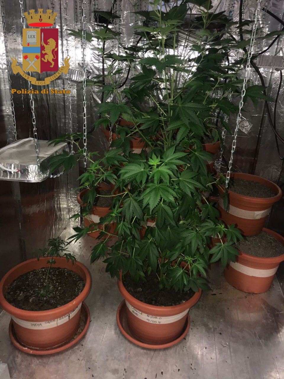 Piantagione di Marijuana e rifugio clandestino in un capannone: pizzaiolo ci ricasca