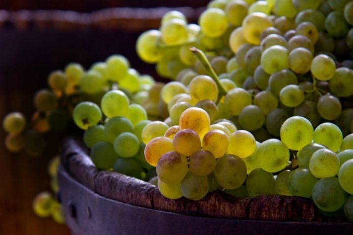 Vini liguri: i premiati di Imperia alla Douja D’Or di Asti