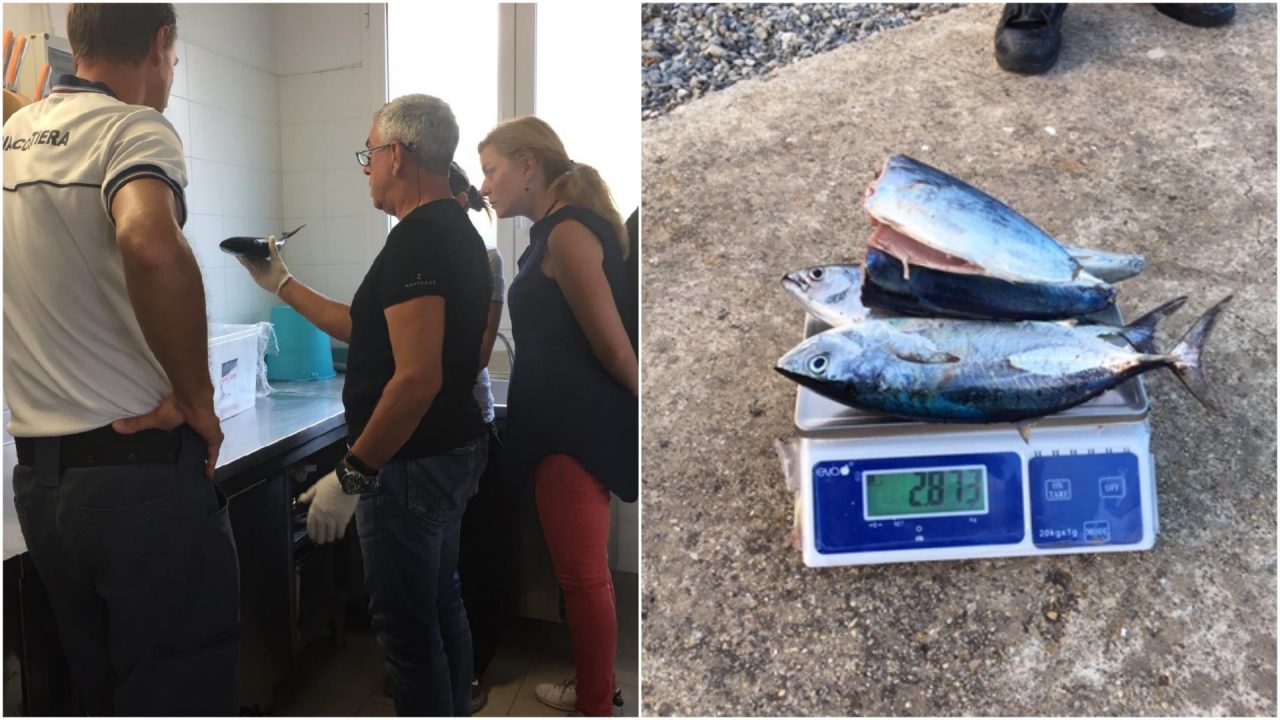 Pesca tonno sottomisura: multa di 8 mila euro