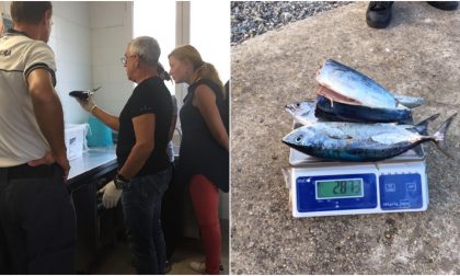 Pesca tonno sottomisura: multa di 8 mila euro