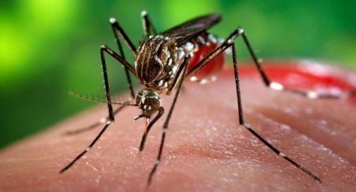 Primo caso di West Nile virus a Sanremo, trovata positiva una ghiandaia