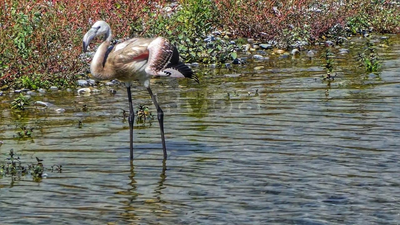 Avvistato stupendo fenicottero alla foce del Roja