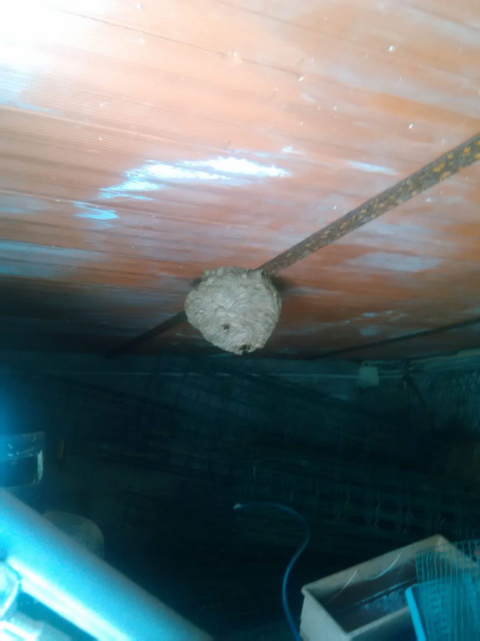 La Protezione Civile di Ceriana in primo piano nella lotta alle vespe vellutine